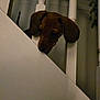 animal, brown_dog, canine, curious, cute, dog, domestic, floppy_ears, home, indoor, looking_down, low_light, pet, puppy, railing, shadow, sniffing, stairs, wooden_railing, young_dog