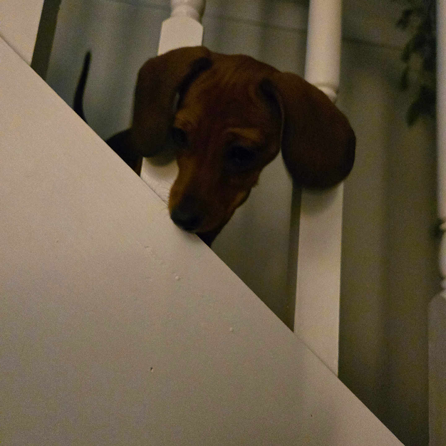 Saddie Nicole is registered to the contest to win money with this photo: animal, brown_dog, canine, curious, cute, dog, domestic, floppy_ears, home, indoor, looking_down, low_light, pet, puppy, railing, shadow, sniffing, stairs, wooden_railing, young_dog