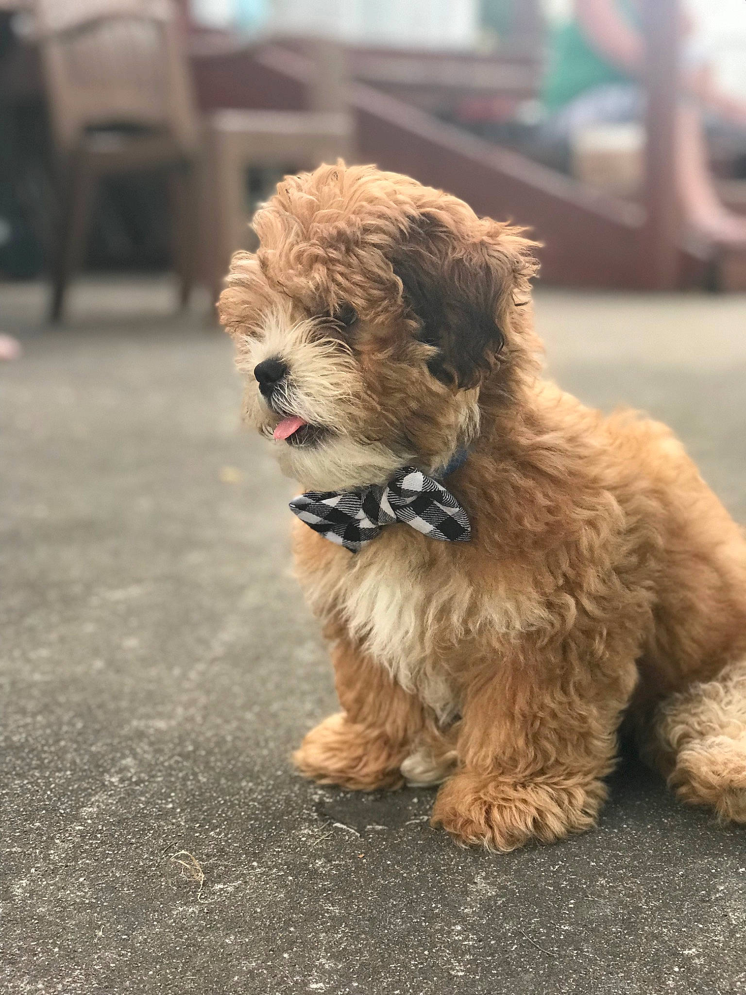 Makwa is registered to the contest to win money with this photo: asphalt, carnivore, chair, companion_dog, dog, dog_breed, dog_collar, dog_supply, event, fur, handwriting, leash, poodle_crossbreed, puppy, road_surface, small_terrier, sporting_group, terrier, toy_dog, working_animal