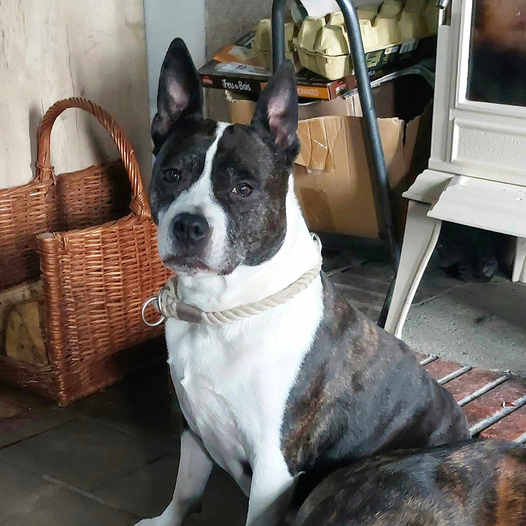 Junky a rejoint le concours — aidez-le/la à gagner de superbes lots ! animal, basket, black_and_white, box, calm, canine, collar, dog, domestic, ears_up, floor, furniture, household, indoor, pet, portrait, rope_collar, sitting, tile_floor, wood