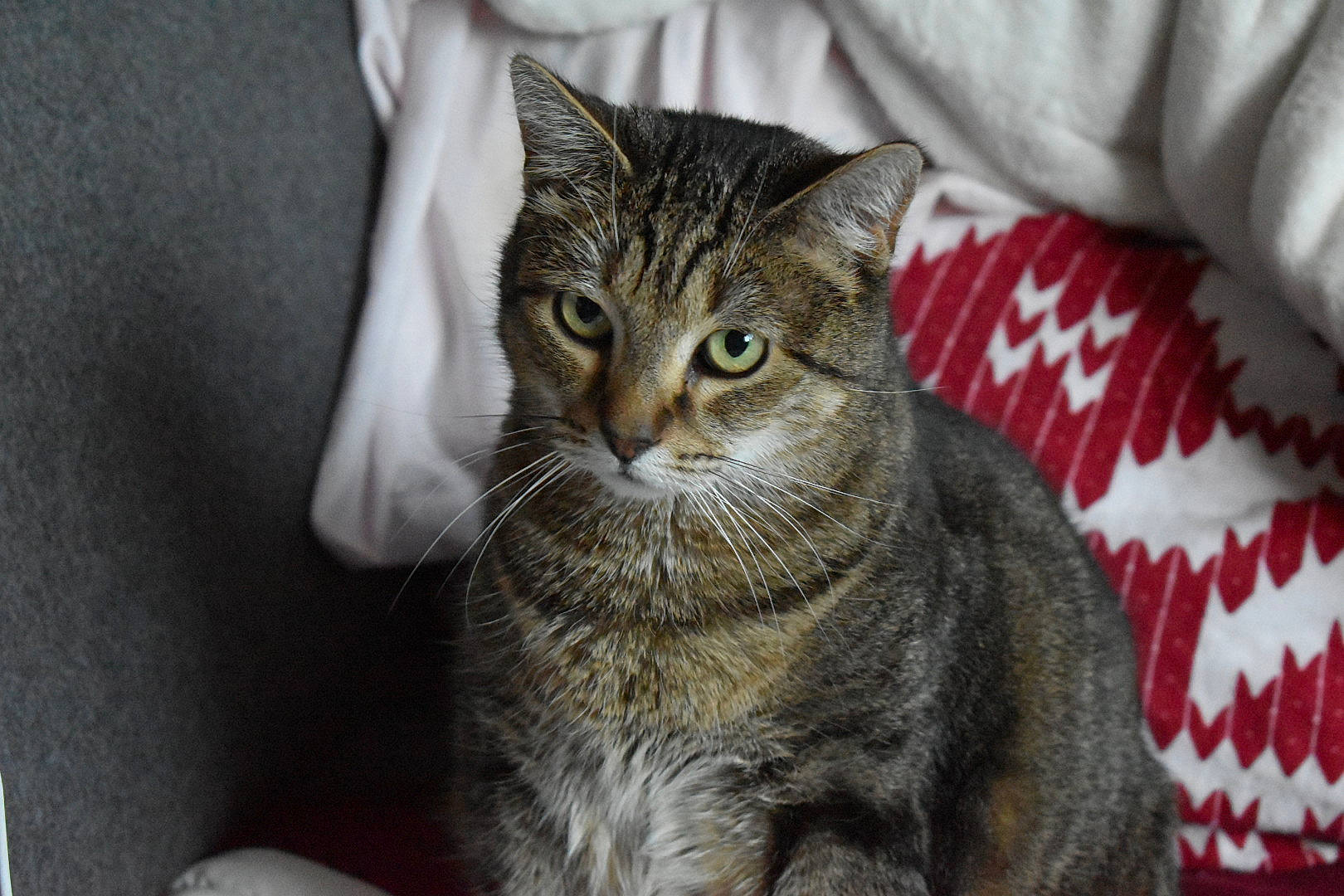 Grisou a rejoint le concours — aidez-le/la à gagner de superbes lots ! aegean_cat, american_bobtail, american_shorthair, american_wirehair, asian, australian_mist, california_spangled, carnivore, cat, domestic_short_haired_cat, dragon_li, european_shorthair, felidae, kitten, mammal, pixie_bob, small_to_medium_sized_cats, tabby_cat, vertebrate, whiskers