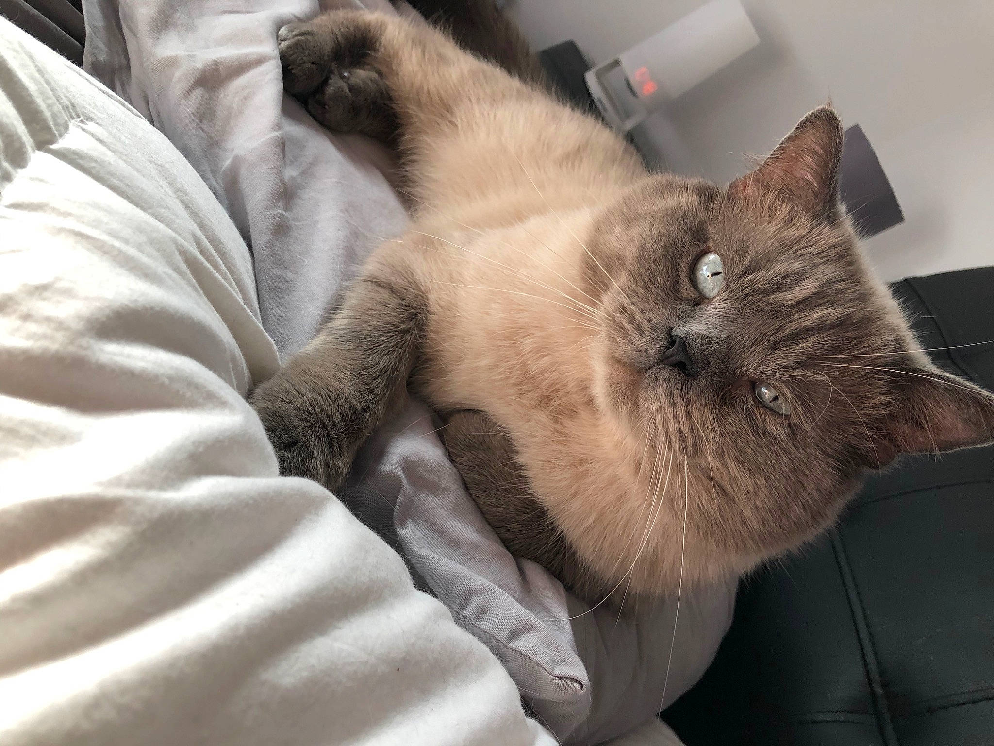 Nacho a rejoint le concours — aidez-le/la à gagner de superbes lots ! asian, balinese, birman, burmese, carnivore, cat, fawn, felidae, fur, himalayan, mammal, nap, ragdoll, siamese, small_to_medium_sized_cats, snout, snowshoe, thai, tonkinese, whiskers