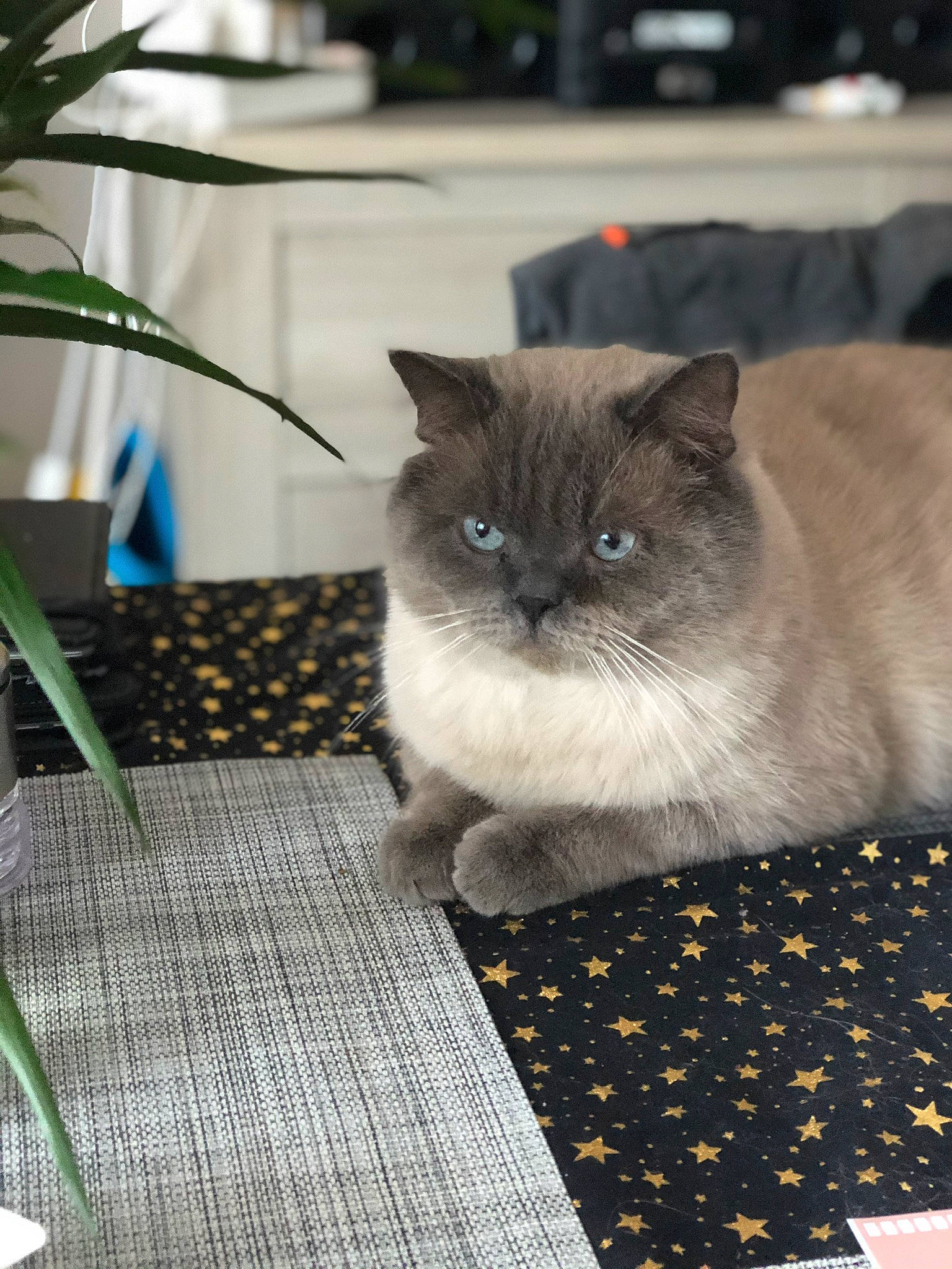 Nacho participe au concours pour gagner de l'argent avec cette photo : asian, asian_semi_longhair, british_semi_longhair, british_shorthair, carnivore, cat, domestic_short_haired_cat, fawn, felidae, fur, himalayan, kitten, mammal, ragamuffin, ragdoll, small_to_medium_sized_cats, snout, vertebrate, whiskers