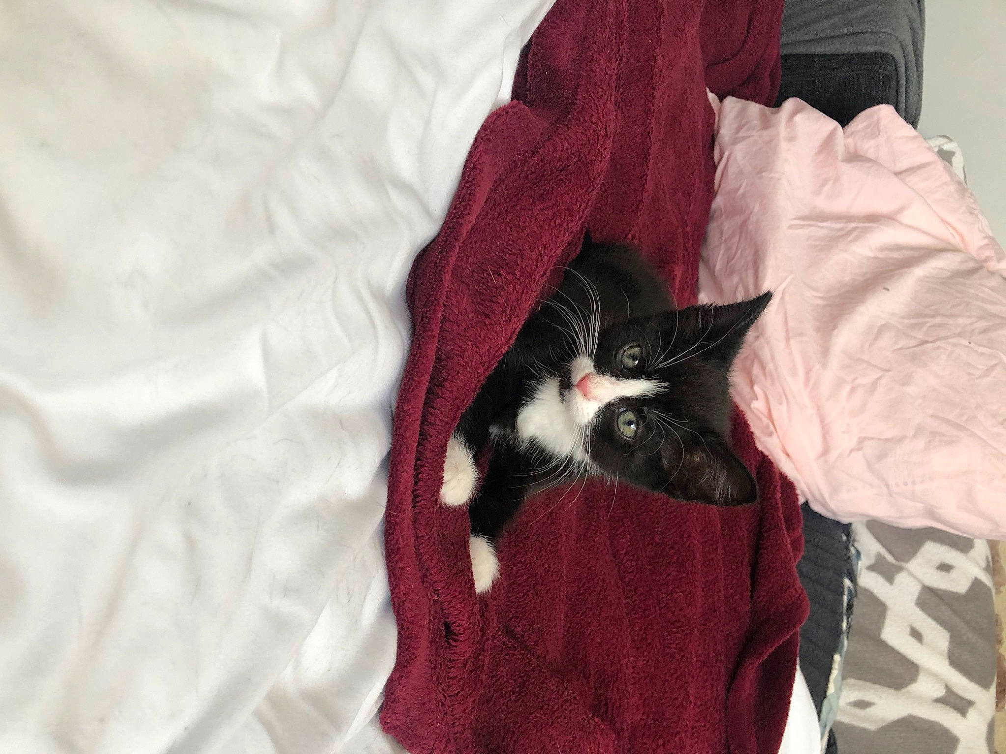 Lina participe au concours pour gagner de l'argent avec cette photo : black_cat, carnivore, cat, felidae, fur, kitten, norwegian_forest_cat, small_to_medium_sized_cats, tail, whiskers