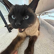 Taïko participe au concours pour gagner de l'argent avec cette photo : cat, siamese, blue_eyes, pet, indoor, fluffy, hand, furniture, chair, soft_surface, close_up, animal, cute, whiskers, mouth_open, paw, light, cozy, expression, distortion