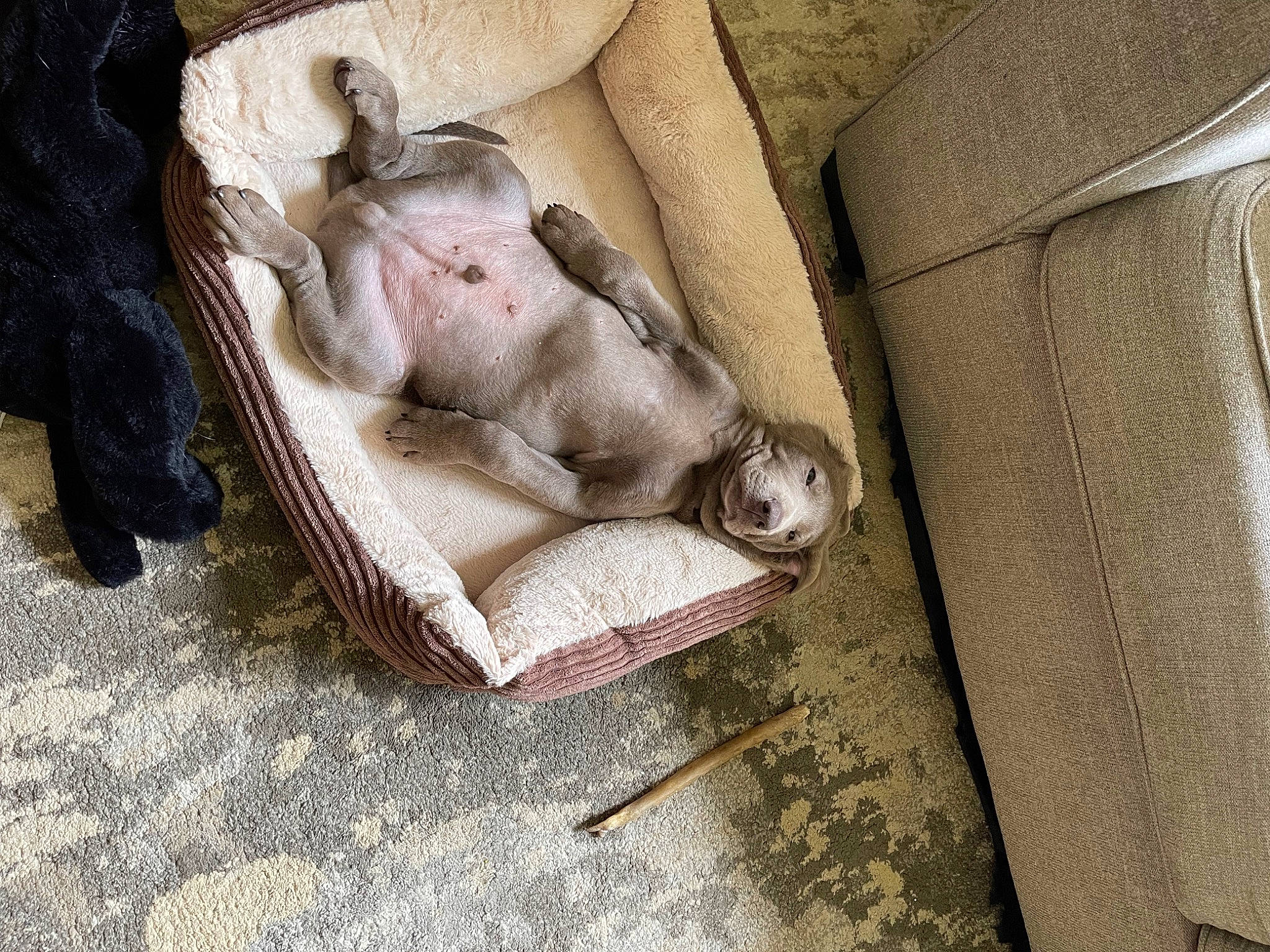 Gauge joined the competition — help win amazing prizes! bedding, canidae, carnivore, comfort, companion_dog, dog, dog_breed, fawn, grey, human_leg, linens, nap, non_sporting_group, sleep, snout, sporting_group, working_animal, wrinkle