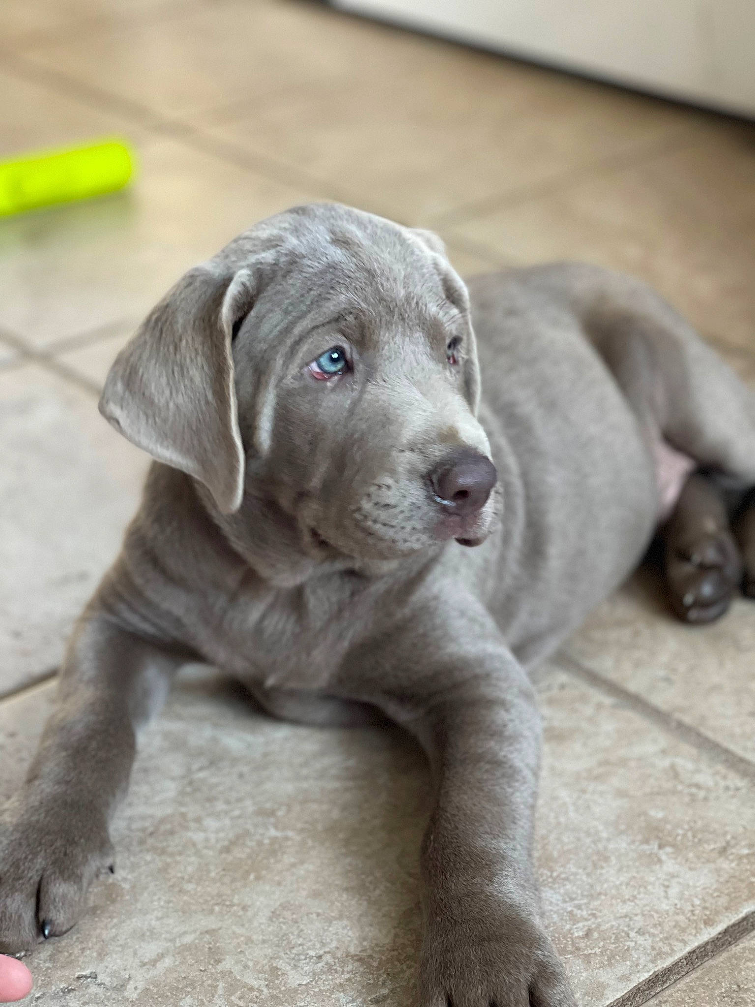 Gauge is registered to the contest to win money with this photo: canidae, carnivore, companion_dog, dog, dog_breed, fawn, flooring, fur, grey, gun_dog, hunting_dog, liver, snout, sporting_group, tail, terrestrial_animal, whiskers, wood, working_animal, wrinkle