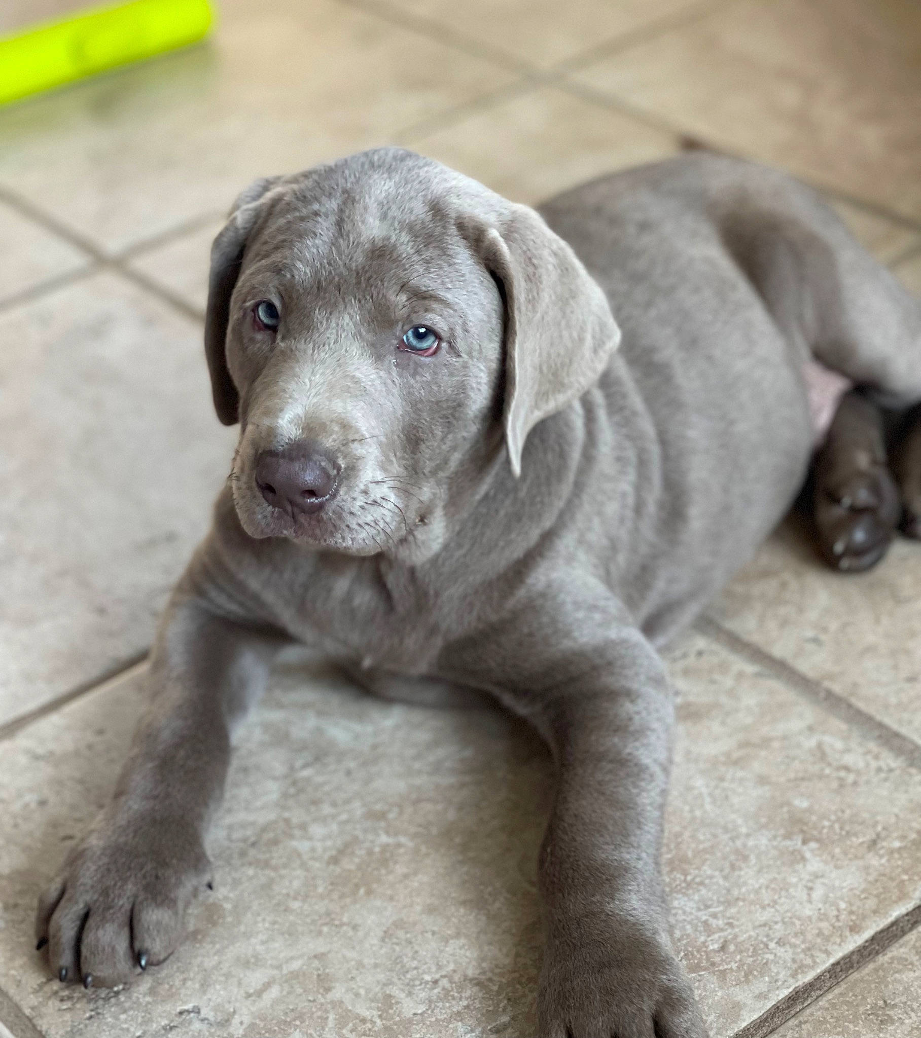 Gauge is registered to the contest to win money with this photo: borador, canidae, carnivore, companion_dog, dog, dog_breed, fawn, fur, grey, gun_dog, hunting_dog, liver, non_sporting_group, snout, sporting_group, terrestrial_animal, whiskers, working_animal