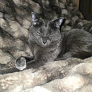 Suka Mahle joined the competition — help win amazing prizes! cat, gray_cat, feline, pet, animal, resting, sleepy, cozy, blanket, fur, indoor, closeup, cute, mammal, whiskers, paw, relaxed, comfort, soft, nap