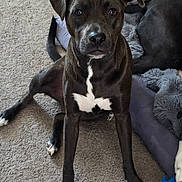 Whiskey joined the competition — help win amazing prizes! animal, attention, bed, black_dog, canine, carpet, companion, cozy, dog, friendly, fur, household, indoor, looking, paw, pet, relaxed, sitting, toy, white_markings