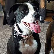 Lila is registered to the contest to win money with this photo: dog, black_and_white, tongue_out, collar, indoor, carpet, pet, canine, sitting, happy, animal, household, fur, ears, mouth_open, domestic, companion, looking_away, chain_collar, background