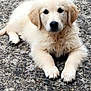 puppy, dog, golden_retriever, lying, outdoor, pet, animal, fur, cute, young, mammal, canine, pavement, resting, looking, adorable, nature, closeup, portrait, fluffy