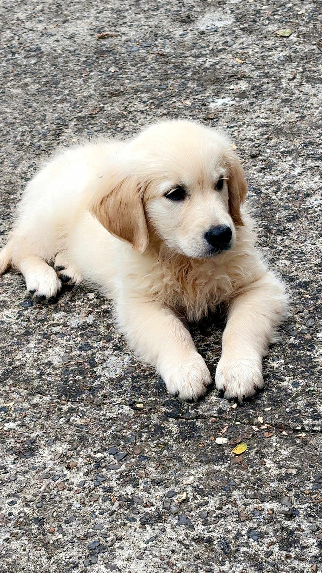 Néon a rejoint le concours — aidez-le/la à gagner de superbes lots ! puppy, dog, golden_retriever, animal, pet, fur, cute, lying_down, outdoor, concrete, young, mammal, canine, small, adorable, resting, fluffy, portrait, nature, quiet