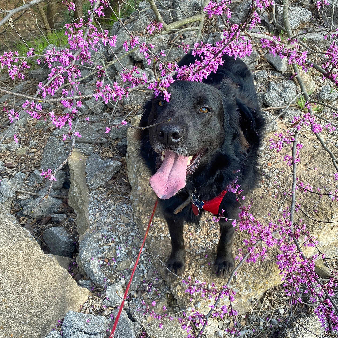 Doug Douglas joined the competition — help win amazing prizes! animal, black_dog, canine, closeup, dog, flowering_tree, fur, greenery, happy, leash, nature, outdoor, pet, pink_blossoms, playful, rocks, smiling, spring, sunlight, tongue_out