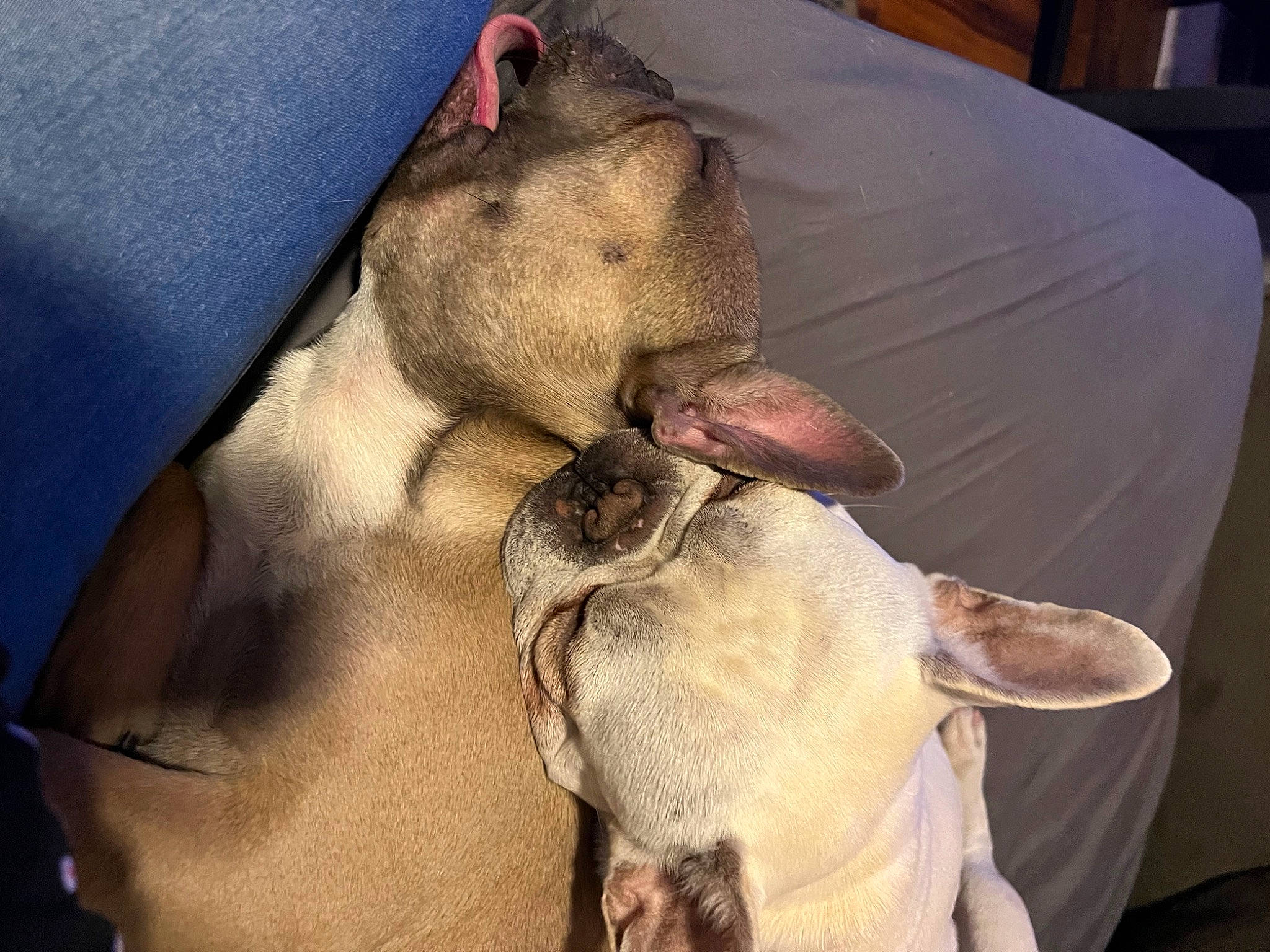 Rambo joined the competition — help win amazing prizes! canidae, carnivore, chair, comfort, companion_dog, dog, dog_breed, fawn, fur, fur_clothing, linens, liver, paw, small_to_medium_sized_cats, snout, sporting_group, tail, toy_dog, whiskers, working_animal