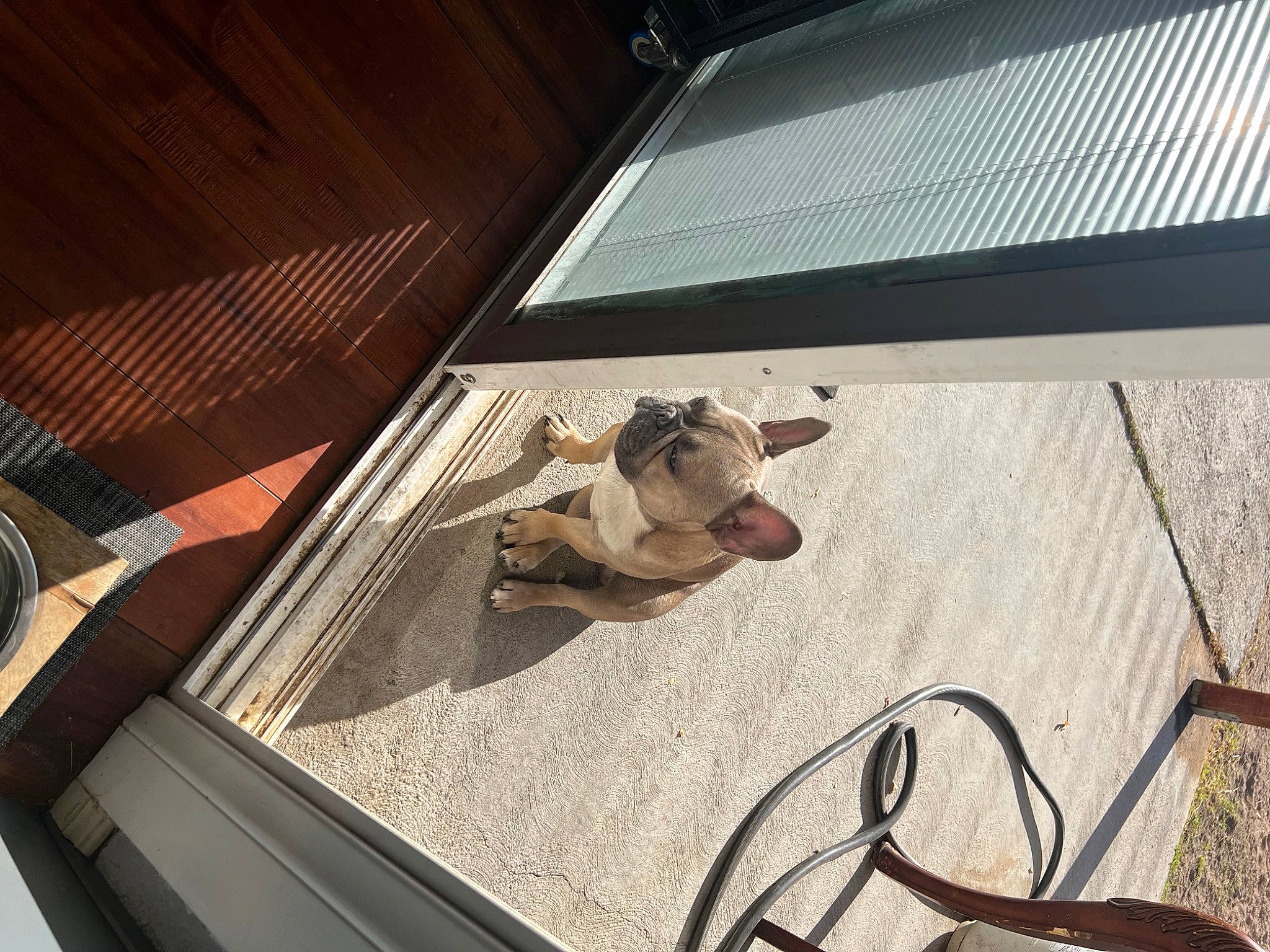 Rambo joined the competition — help win amazing prizes! audio_equipment, carnivore, comfort, companion_dog, dog, dog_breed, eyewear, fawn, felidae, floor, flooring, glass, hardwood, metal, shade, shadow, small_to_medium_sized_cats, tints_and_shades, vehicle_door, wood