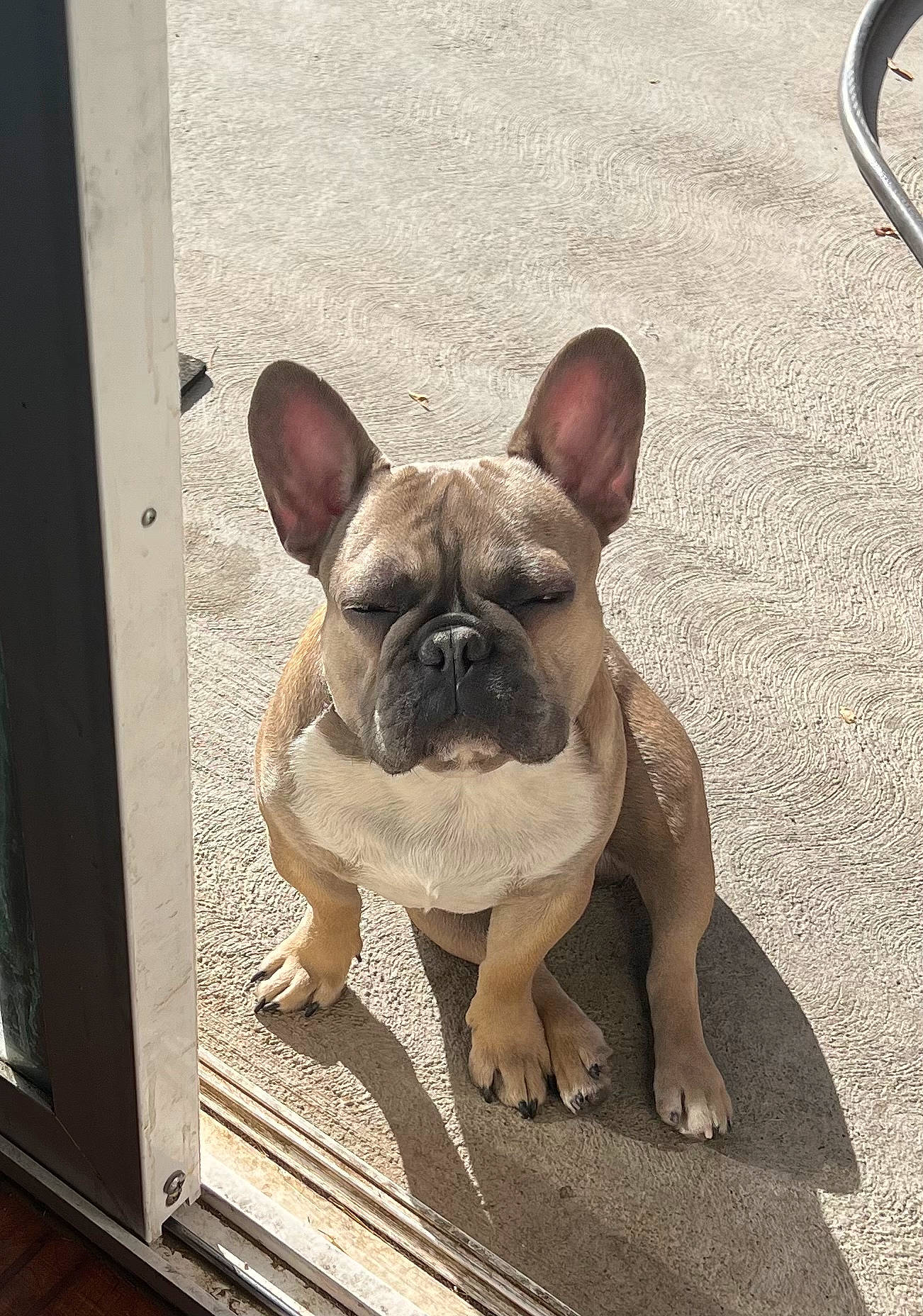 Rambo is registered to the contest to win money with this photo: ancient_dog_breeds, bulldog, canidae, carnivore, companion_dog, dog, dog_breed, dog_collar, ear, fawn, flooring, french_bulldog, non_sporting_group, snout, sporting_group, terrestrial_animal, toy_dog, whiskers, working_animal, wrinkle
