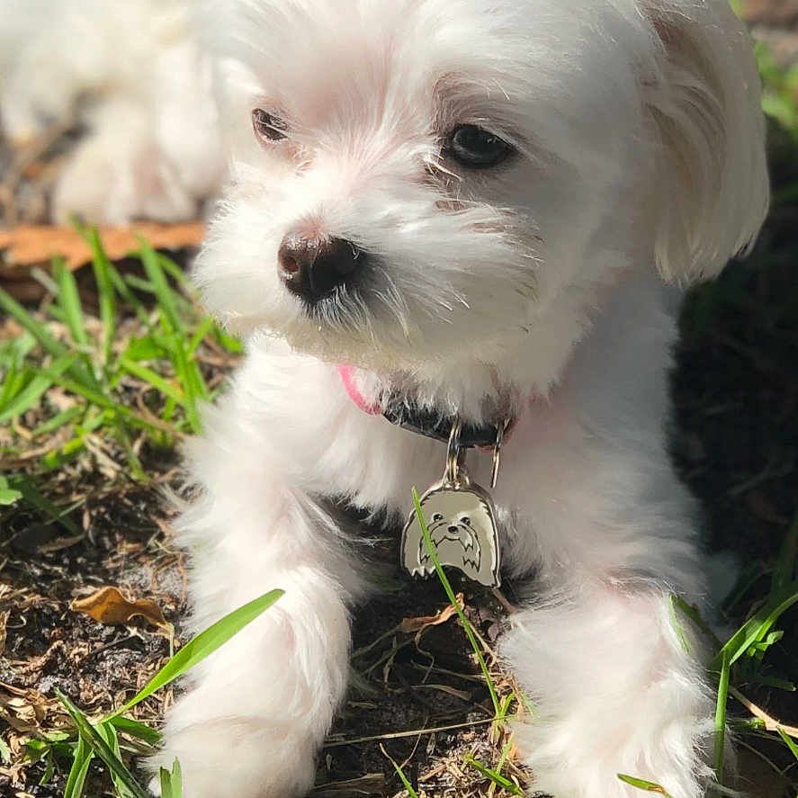 Madison joined the competition — help win amazing prizes! adorable, animal, calm, close_up, collar, cute, dog, dog_tag, fur, grass, lying_down, nature, outdoor, pet, portrait, puppy, small_dog, sunlight, white_fur, young_dog