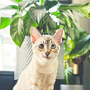 Kiwi is registered to the contest to win money with this photo: cat, indoor, houseplant, wooden_floor, blue_eyes, curious, pet, domestic_animal, fur, sitting, natural_light, window, greenery, cozy, closeup, animal_face, plant_pot, home, feline, domestic_cat