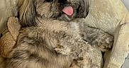Loky is registered to the contest to win money with this photo: dog, pet, bed, fluffy, tongue_out, cozy, indoor, resting, cute, small_dog, fur, animal, comfortable, relaxed, canine, sleepy, plush_bed, tongue, cute_pet, paw