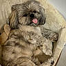 dog, pet, bed, fluffy, tongue_out, cozy, indoor, resting, cute, small_dog, fur, animal, comfortable, relaxed, canine, sleepy, plush_bed, tongue, cute_pet, paw