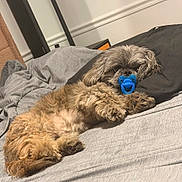 Loky joined the competition — help win amazing prizes! dog, pet, lying_down, bed, pacifier, brown_fur, fluffy, indoor, pillow, comforter, cute, relaxed, animal, canine, sleepy, cozy, fur, small_dog, resting, domestic_animal