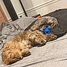 dog, pet, lying_down, bed, pacifier, brown_fur, fluffy, indoor, pillow, comforter, cute, relaxed, animal, canine, sleepy, cozy, fur, small_dog, resting, domestic_animal