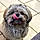 Loky