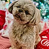 Loky is registered to the contest to win money with this photo: dog, cute, fluffy, pet, portrait, holiday, christmas, decorations, lights, blanket, cozy, indoors, animal, small_dog, fur, expression, tongue, head_tilt, close_up, festive