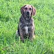 Olfy a rejoint le concours — aidez-le/la à gagner de superbes lots ! dog, animal, outdoor, grass, field, nature, pet, canine, sitting, brown, ears, collar, fur, portrait, greenery, wild, alone, watchful, daylight, mammal