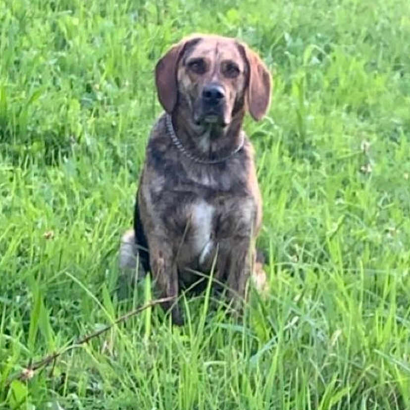 Olfy a rejoint le concours — aidez-le/la à gagner de superbes lots ! alone, animal, brown, canine, collar, daylight, dog, ears, field, fur, grass, greenery, mammal, nature, outdoor, pet, portrait, sitting, watchful, wild