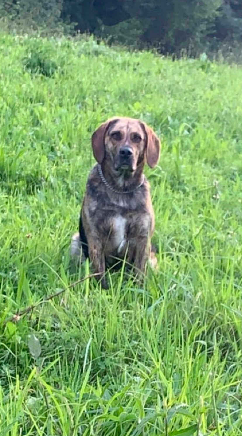 Olfy a rejoint le concours — aidez-le/la à gagner de superbes lots ! dog, animal, outdoor, grass, field, nature, pet, canine, sitting, brown, ears, collar, fur, portrait, greenery, wild, alone, watchful, daylight, mammal