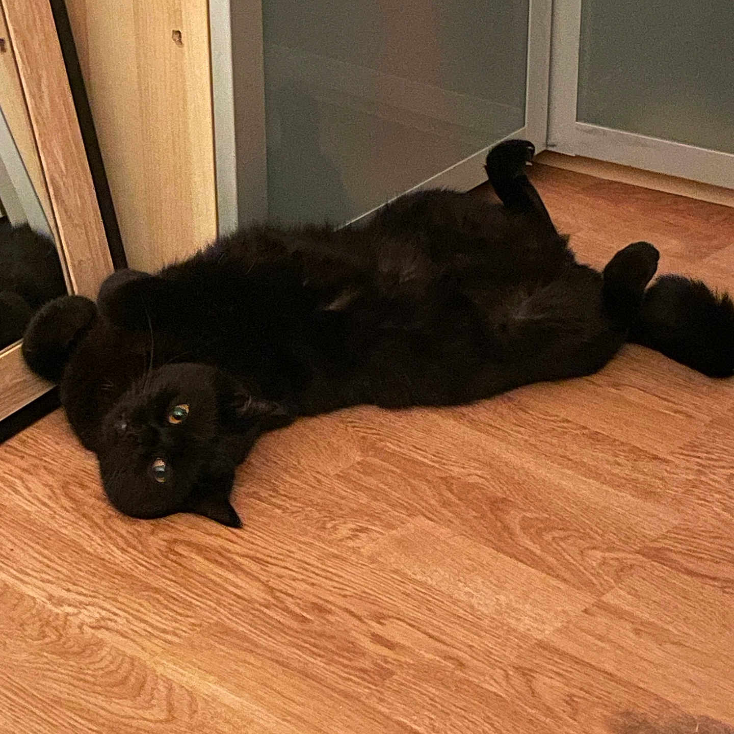 Rosie participe au concours pour gagner de l'argent avec cette photo : animal, blackcat, canine, cat, dog, door, hardwood, indoors, interiordesign, labradorretriever, manx, pet, plywood, slidingdoor, stainedwood, wood