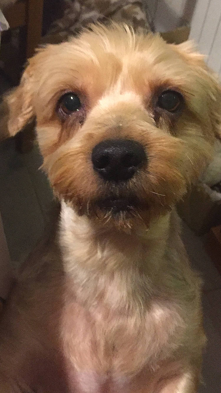 Izak a rejoint le concours — aidez-le/la à gagner de superbes lots ! canidae, carnivore, cockapoo, companion_dog, dog, dog_breed, ear, fur, labradoodle, maltepoo, non_sporting_group, puppy, puppy_love, small_terrier, sporting_group, terrier, toy_dog, water_dog, whiskers, working_animal