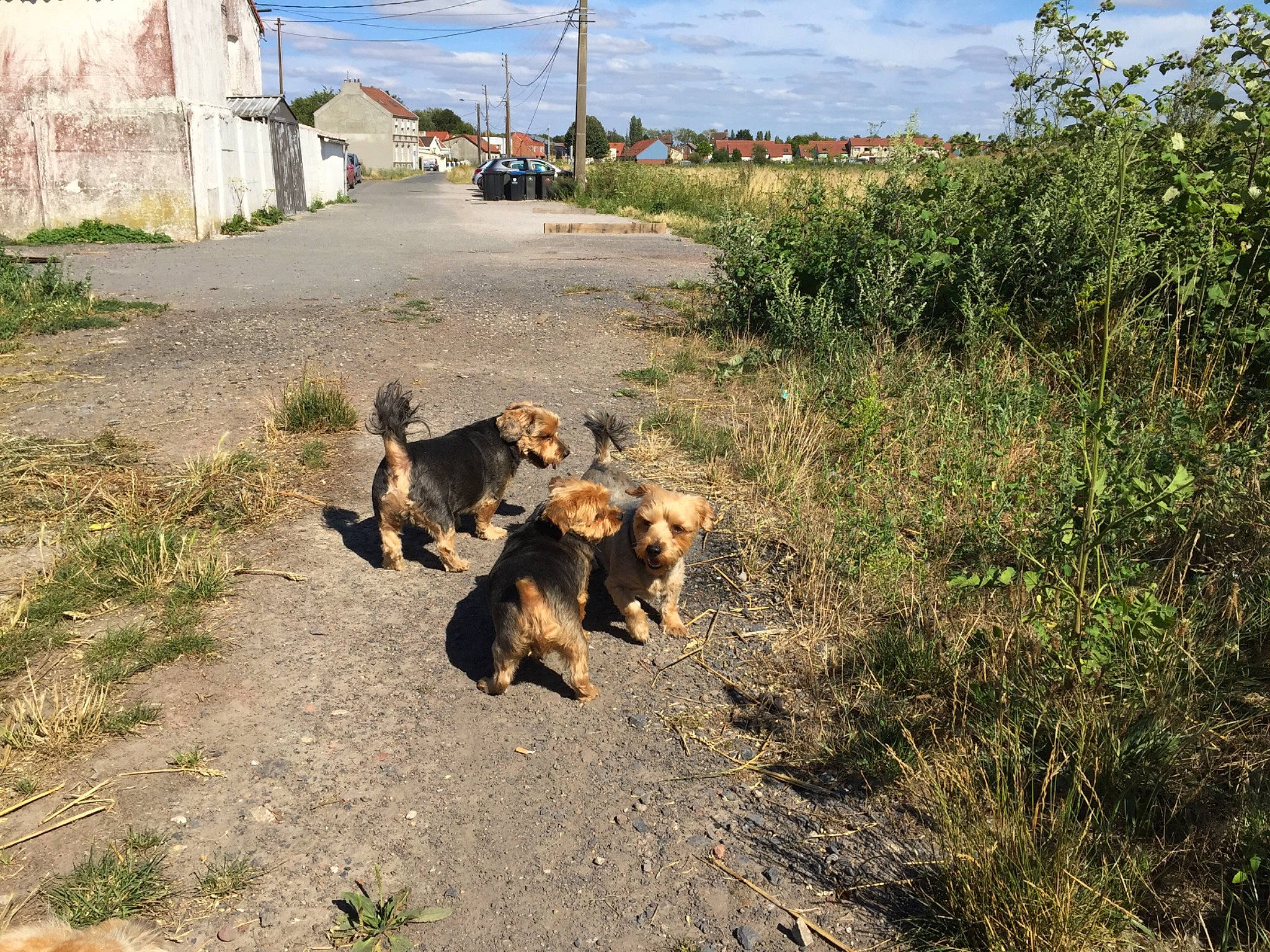 Izak a rejoint le concours — aidez-le/la à gagner de superbes lots ! building, canidae, carnivore, cloud, dog, dog_breed, fawn, grass, guard_dog, landscape, leash, livestock, plant, road, sky, soil, sporting_group, street_dog, walking, working_animal
