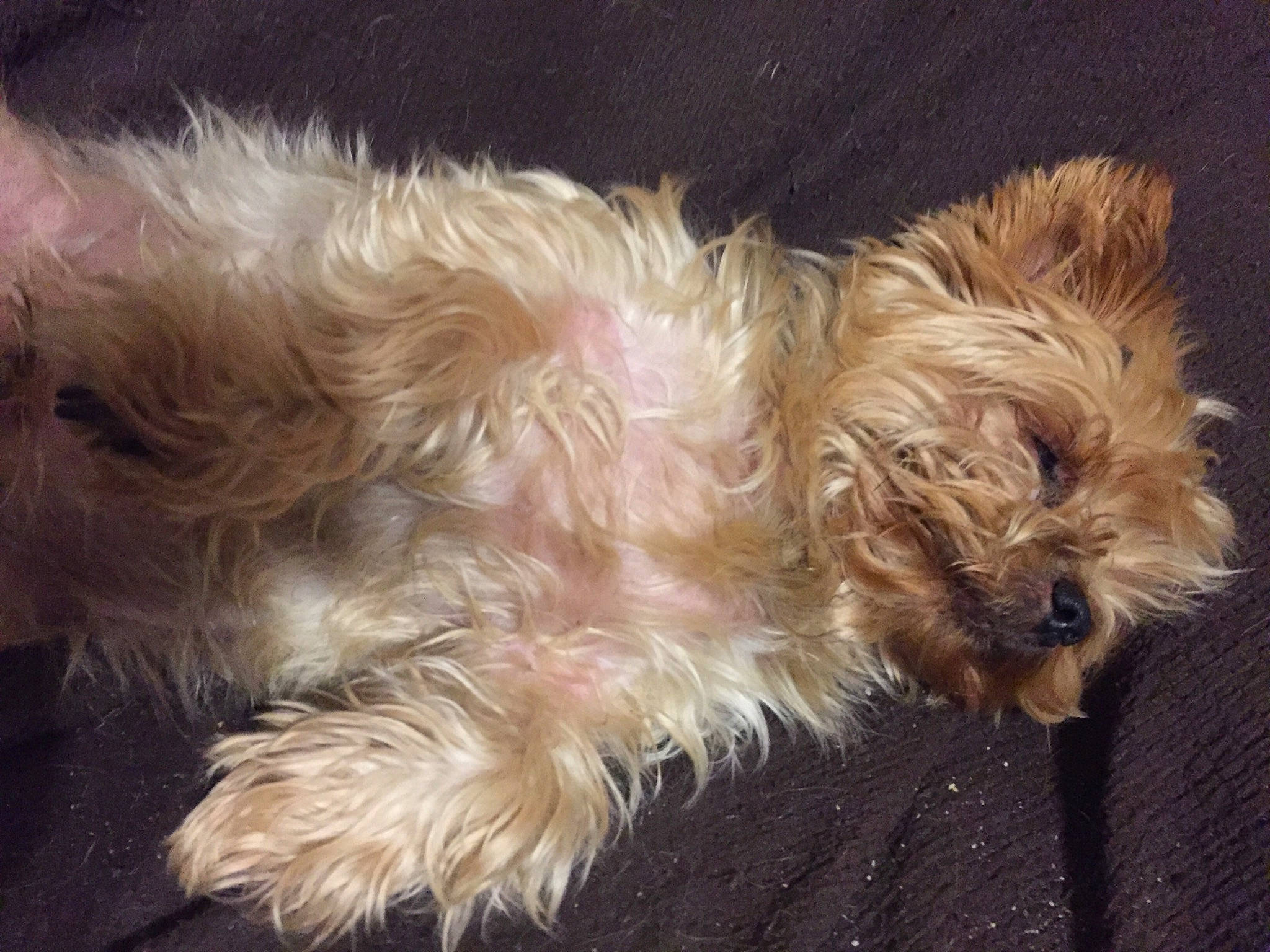 Izak a rejoint le concours — aidez-le/la à gagner de superbes lots ! australian_terrier, biewer_terrier, canidae, carnivore, companion_dog, dog, dog_breed, fawn, fur, liver, maltepoo, puppy, small_terrier, snout, sporting_group, terrier, toy_dog, water_dog, yorkipoo, yorkshire_terrier