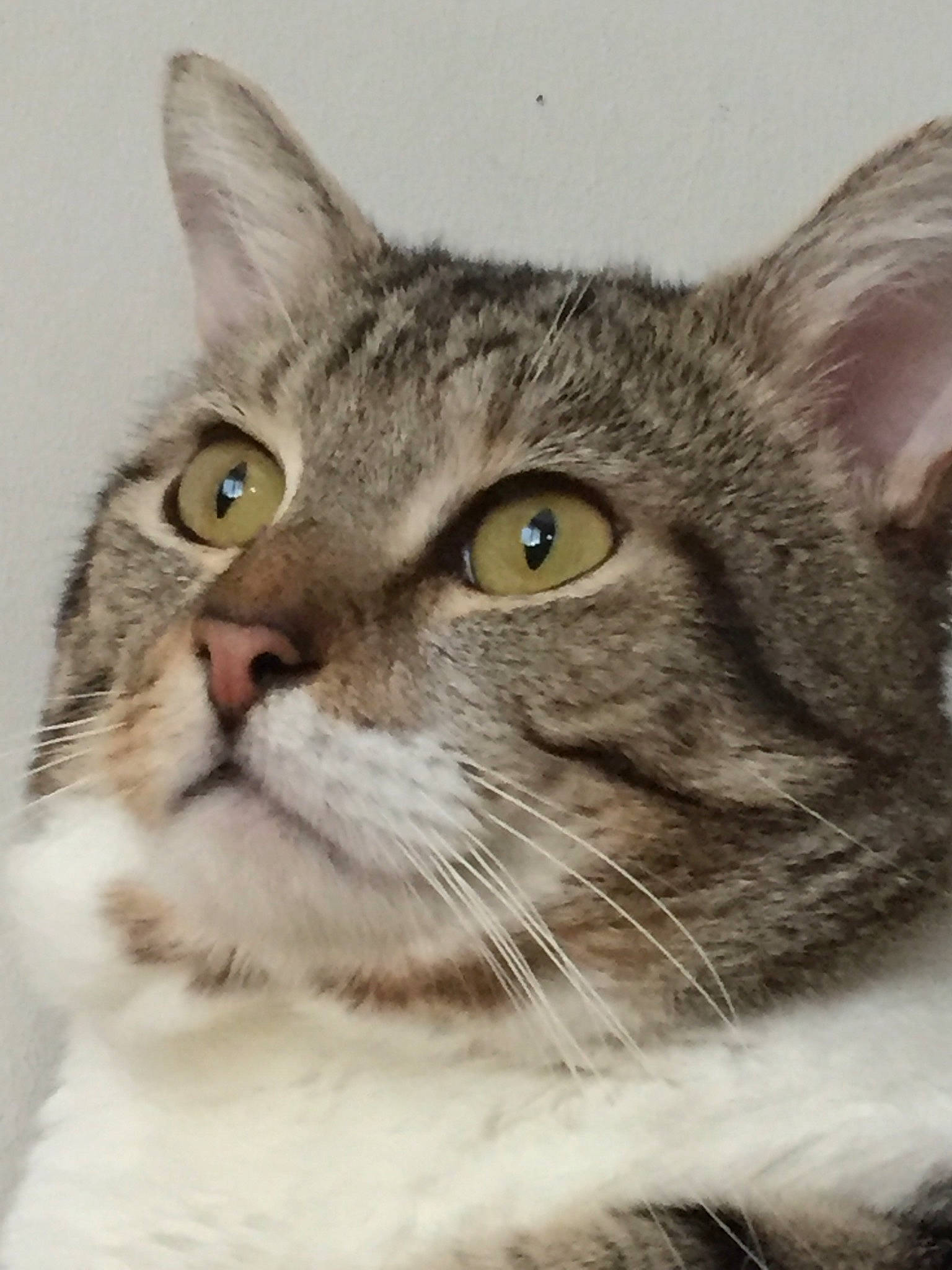 Mickey a rejoint le concours — aidez-le/la à gagner de superbes lots ! carnivore, cat, domestic_short_haired_cat, felidae, fur, small_to_medium_sized_cats, snout, terrestrial_animal, whiskers, wildlife