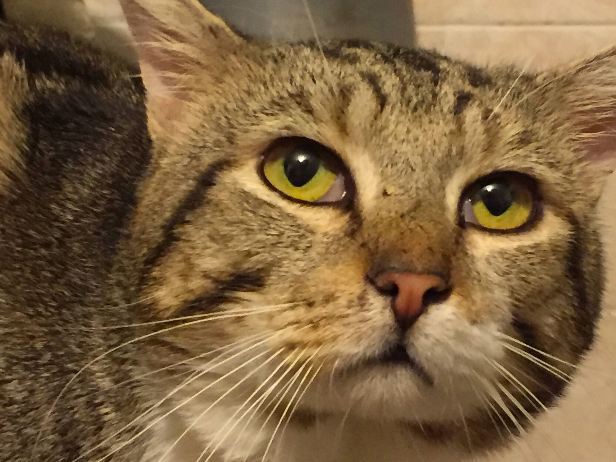 Mickey participe au concours pour gagner de l'argent avec cette photo : carnivore, cat, domestic_short_haired_cat, eye, felidae, fur, head, small_to_medium_sized_cats, snout, terrestrial_animal, whiskers