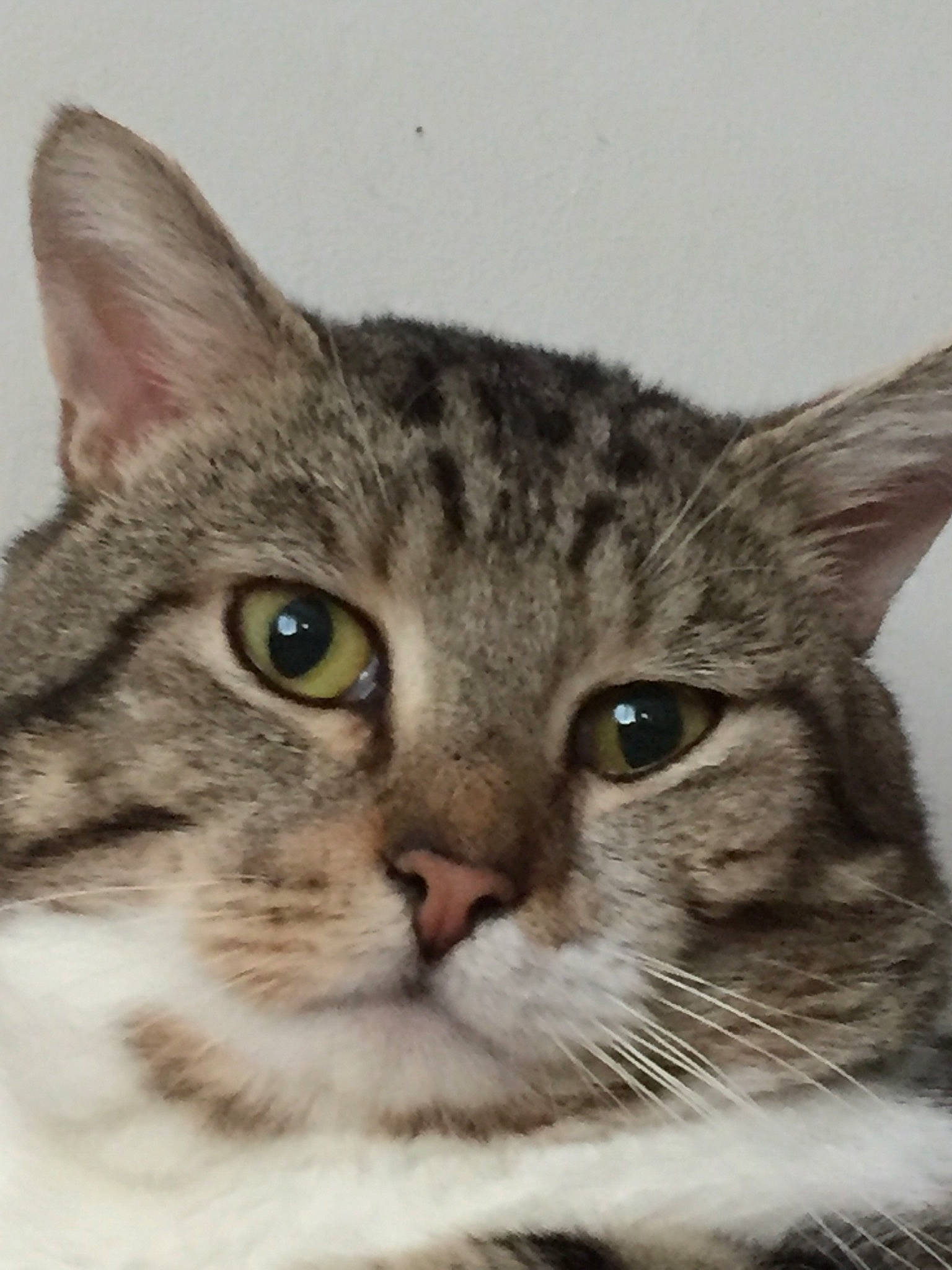 Mickey participe au concours pour gagner de l'argent avec cette photo : carnivore, cat, curious, domestic_short_haired_cat, felidae, fur, iris, photo_caption, small_to_medium_sized_cats, snout, terrestrial_animal, whiskers, wildlife