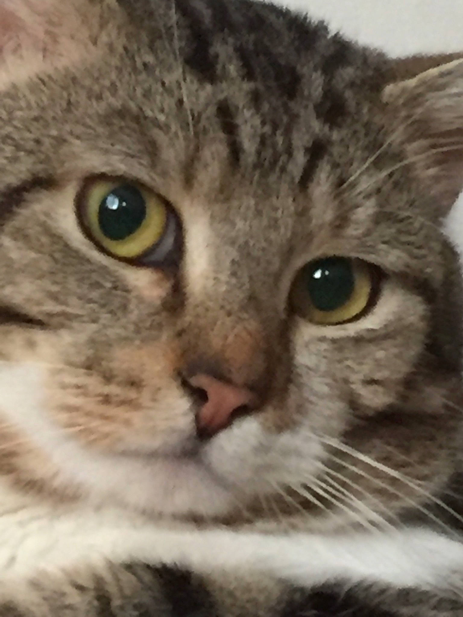 Mickey participe au concours pour gagner de l'argent avec cette photo : carnivore, cat, domestic_short_haired_cat, ear, felidae, fur, head, iris, photo_caption, small_to_medium_sized_cats, snout, terrestrial_animal, whiskers, wildlife