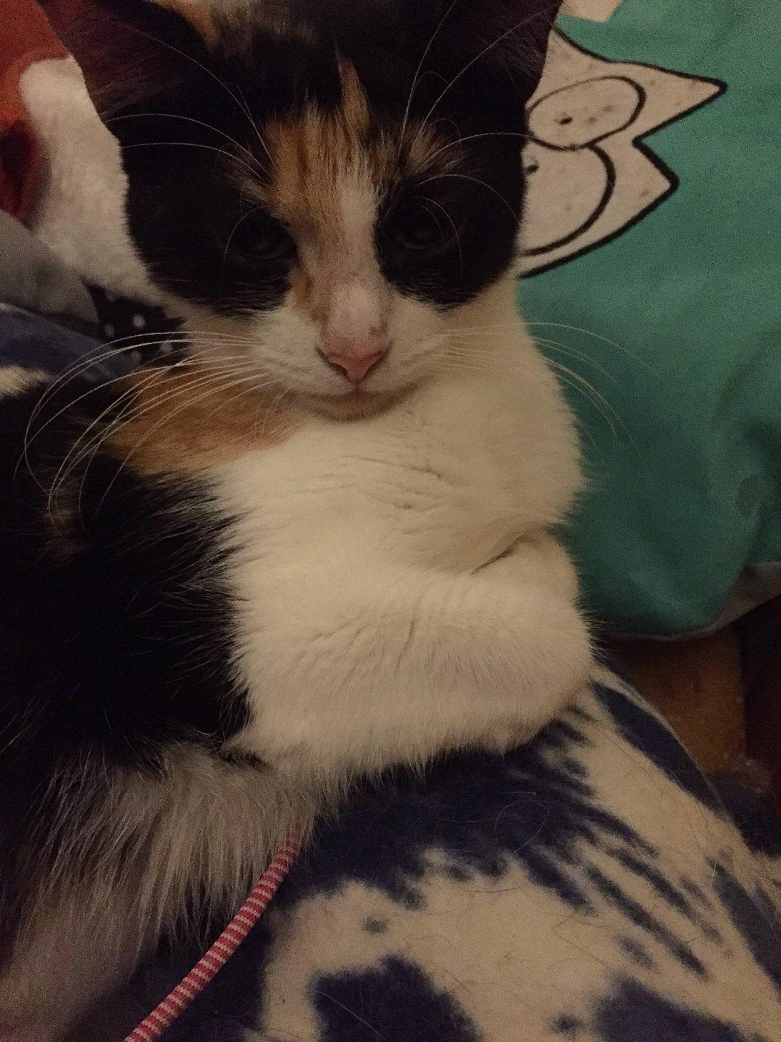 Câline participe au concours pour gagner de l'argent avec cette photo : carnivore, cat, claw, cloud, comfort, domestic_short_haired_cat, eye, felidae, fur, head, human_leg, iris, lap, leg, paw, selfie, small_to_medium_sized_cats, snout, tail, whiskers