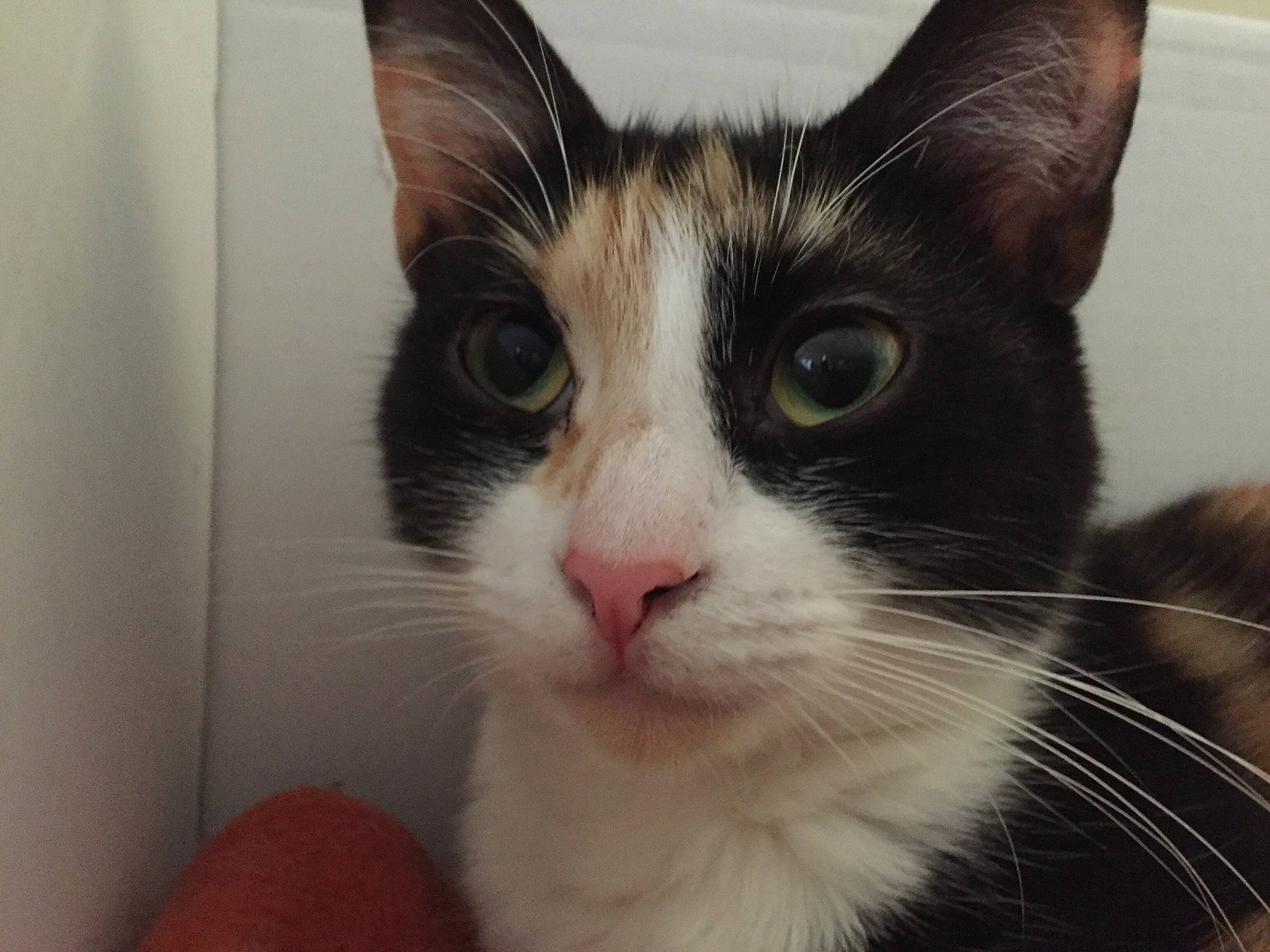 Câline participe au concours pour gagner de l'argent avec cette photo : carnivore, cat, close_up, domestic_short_haired_cat, ear, eye, felidae, fur, paw, small_to_medium_sized_cats, snout, whiskers, window