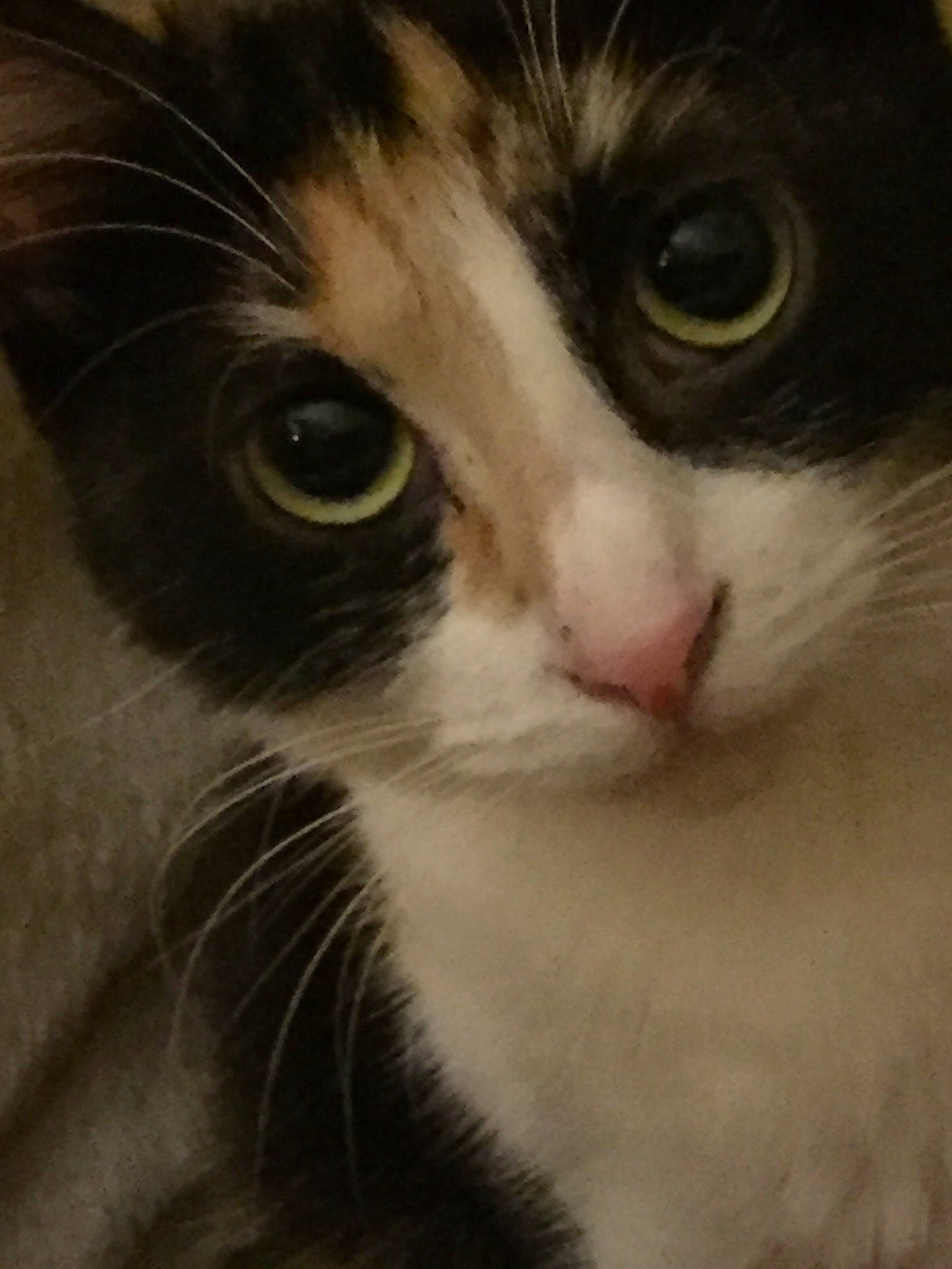 Câline a rejoint le concours — aidez-le/la à gagner de superbes lots ! carnivore, cat, domestic_short_haired_cat, door, ear, eye, eyebrow, eyelash, felidae, fur, hair, head, human_body, nose, plant, small_to_medium_sized_cats, snout, tree, whiskers, window