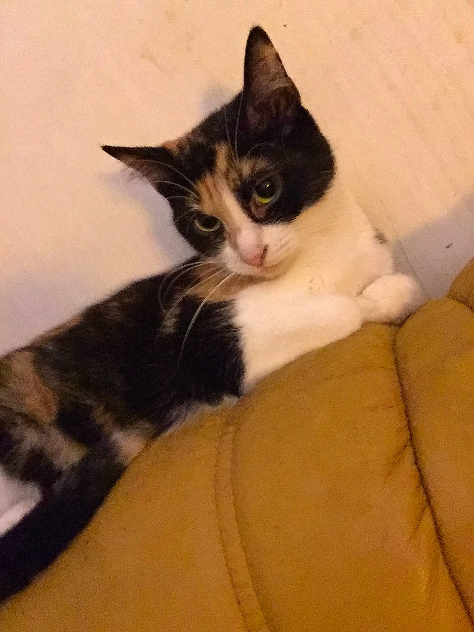 Câline participe au concours pour gagner de l'argent avec cette photo : box, carnivore, cat, comfort, domestic_short_haired_cat, eye, felidae, formal_wear, fur, human_leg, paw, sitting, small_to_medium_sized_cats, snout, tail, whiskers, wood