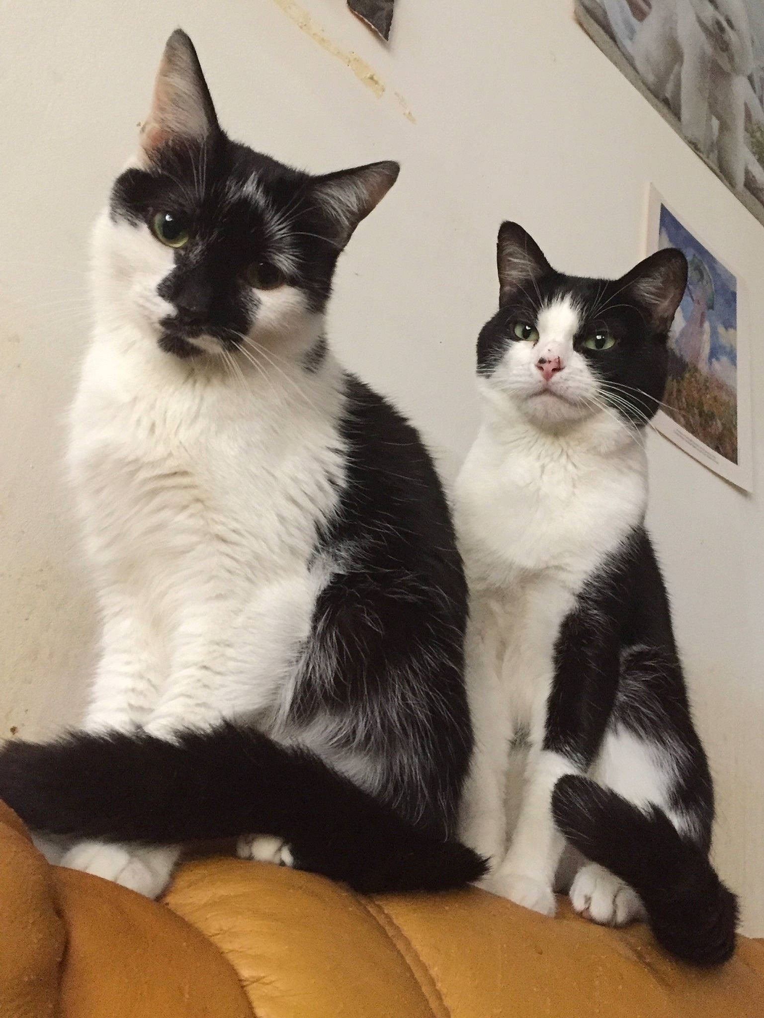 Tic-tac Et Twix a rejoint le concours — aidez-le/la à gagner de superbes lots ! carnivore, cat, claw, comfort, domestic_short_haired_cat, felidae, foot, formal_wear, fur, lap, monochrome, monochrome_photography, paw, sitting, small_to_medium_sized_cats, snout, tail, whiskers