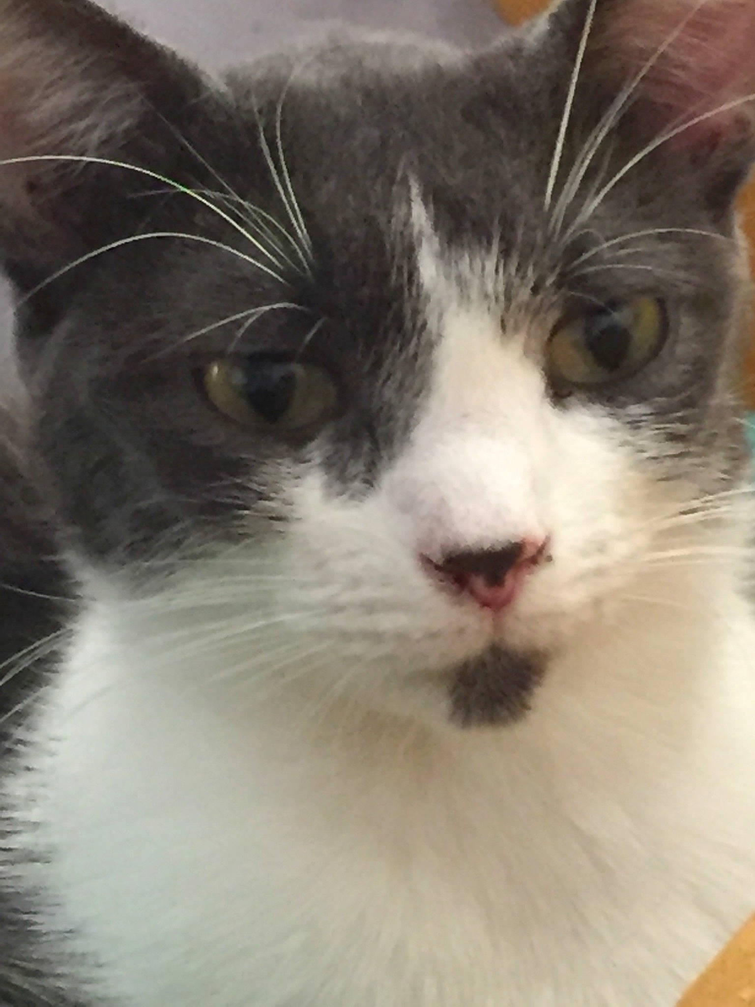 Tic-tac Et Twix a rejoint le concours — aidez-le/la à gagner de superbes lots ! carnivore, cat, comfort, domestic_short_haired_cat, felidae, fur, small_to_medium_sized_cats, snout, whiskers, window