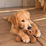 Paco a rejoint le concours — aidez-le/la à gagner de superbes lots ! golden_retriever, puppy, dog, teddy_bear, toy, indoors, home, wooden_floor, rug, sunlight, cozy, cute, lying_down, fluffy, golden_fur, pet, puppy_portrait, living_room, furniture, warm_lighting
