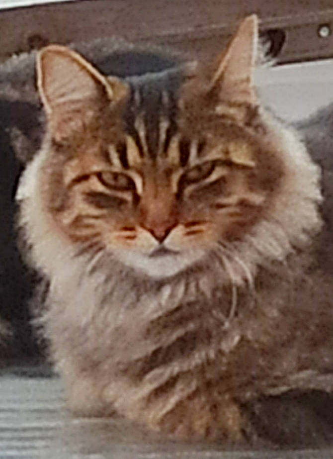 Clochette a rejoint le concours — aidez-le/la à gagner de superbes lots ! carnivore, cat, domestic_short_haired_cat, felidae, fur, maine_coon, paw, photo_caption, small_to_medium_sized_cats, snout, terrestrial_animal, whiskers, wildlife, window