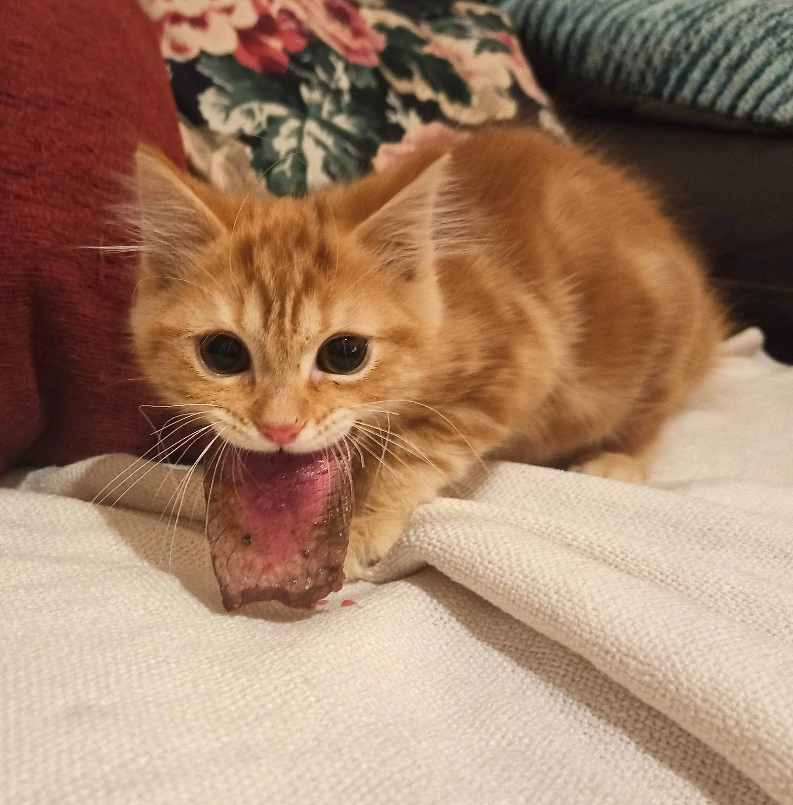 Zézé a rejoint le concours — aidez-le/la à gagner de superbes lots ! carnivore, cat, claw, comfort, couch, domestic_short_haired_cat, ear, eye, fang, fawn, felidae, foot, fur, head, human_leg, paw, small_to_medium_sized_cats, terrestrial_animal, whiskers, yawn