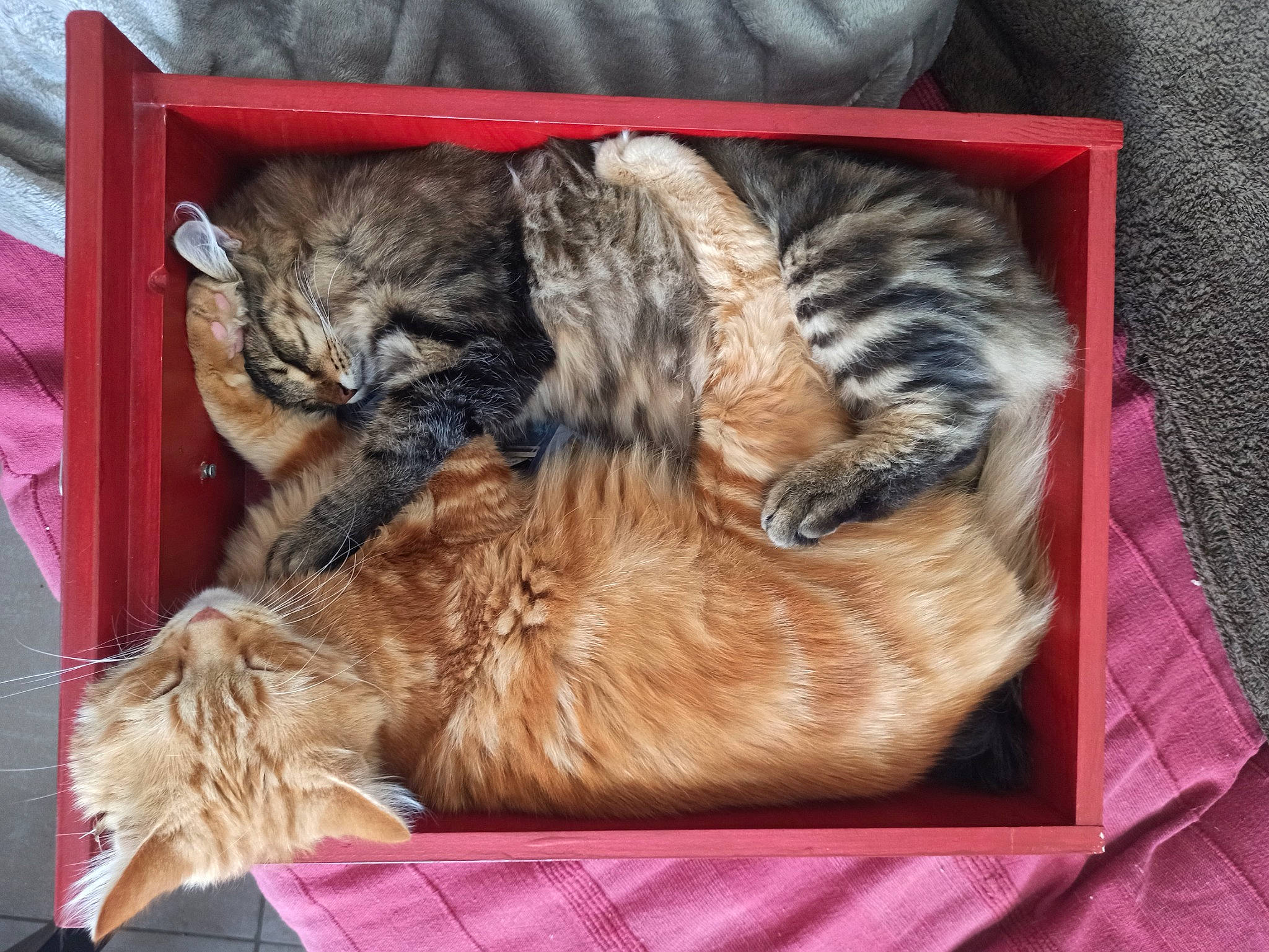 L'Hélicoptère participe au concours pour gagner de l'argent avec cette photo : canidae, carnivore, cat, claw, comfort, dog_breed, domestic_short_haired_cat, felidae, fur, linens, nap, paw, small_to_medium_sized_cats, sporting_group, tail, terrestrial_animal, textile, whiskers, wood